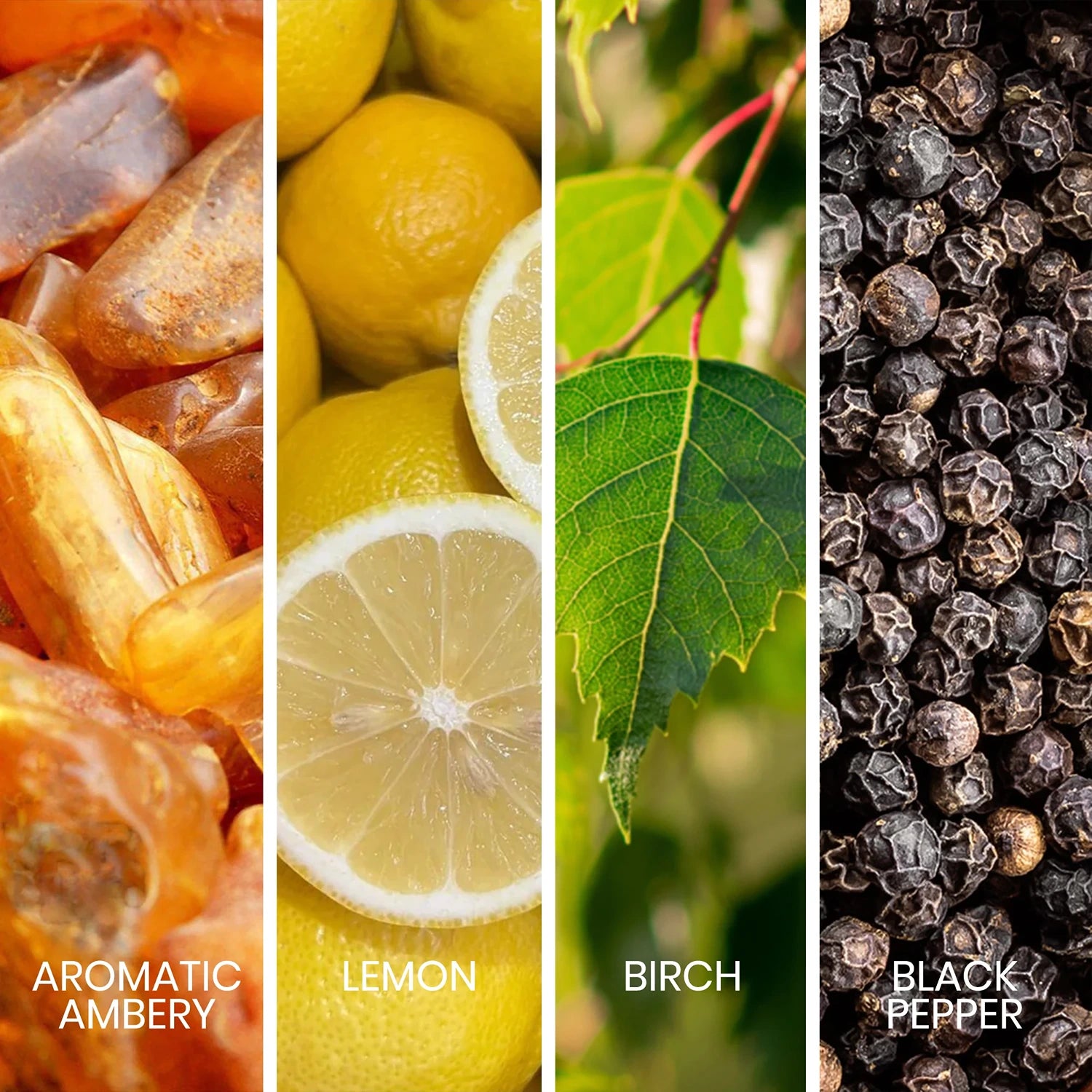 Sapil Intense Noir Eau de Parfum 100ml with fragrance notes